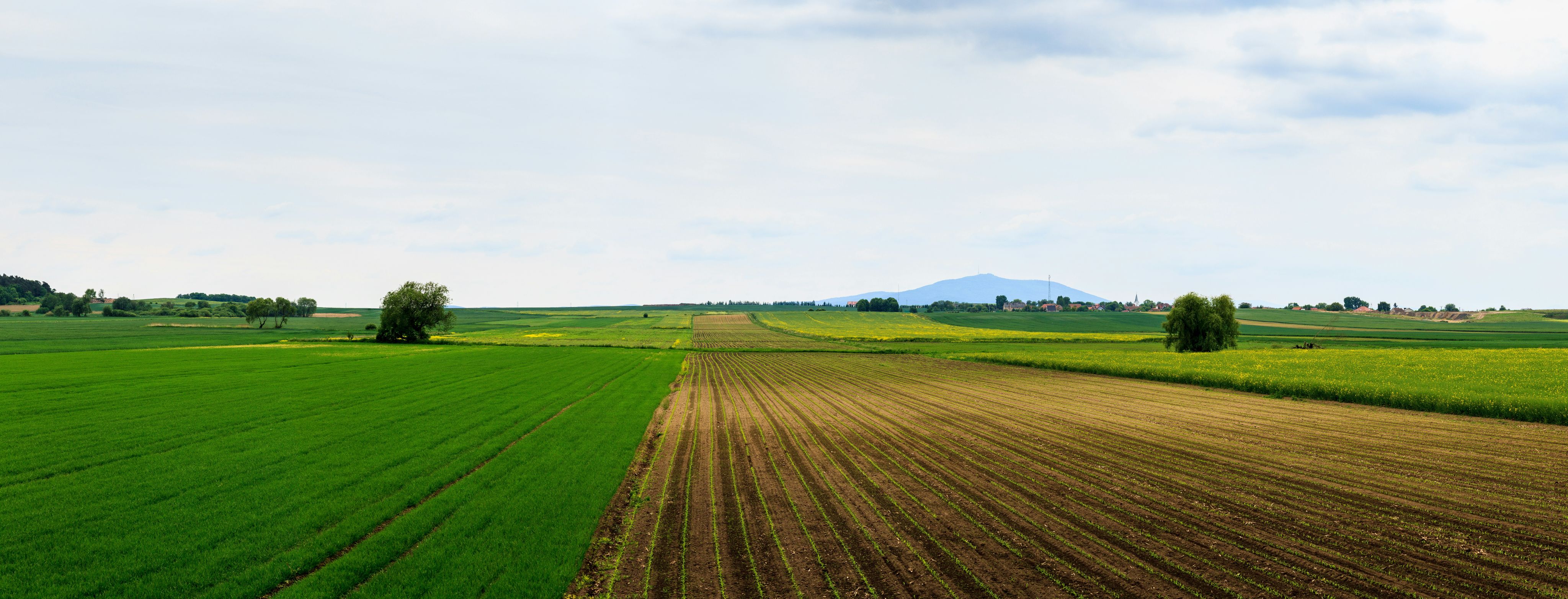 green field under blue sky